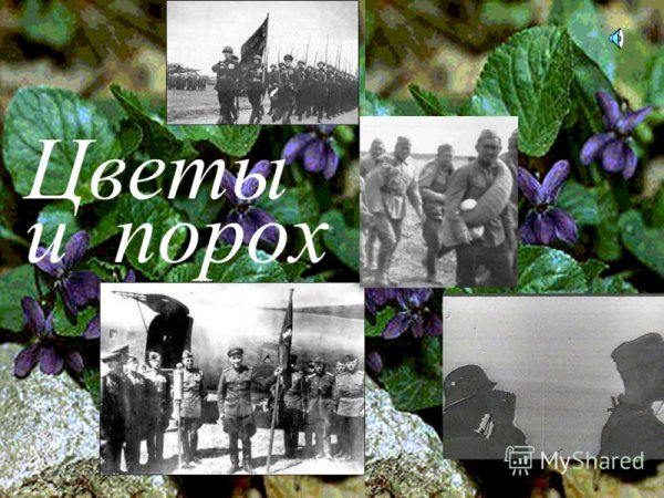 Ромашки и война