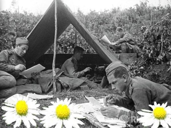 Георгиевская ленточка с яблоневым цветом