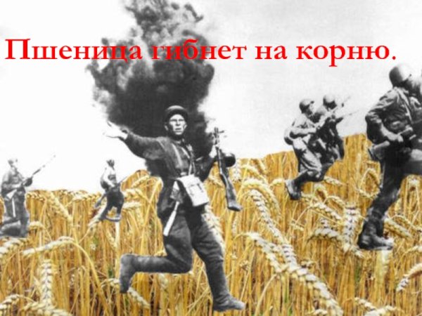 Оружие и цветы