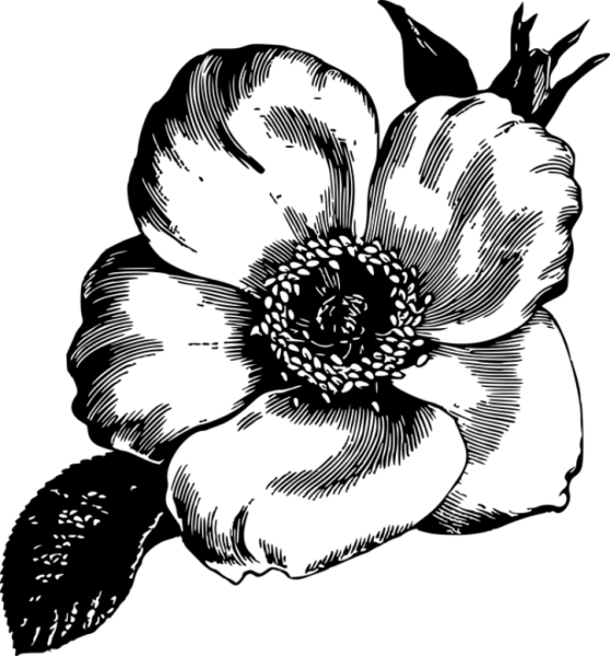 Цветы Графика