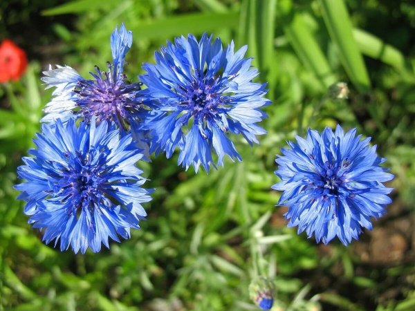 Blue Diadem Василек