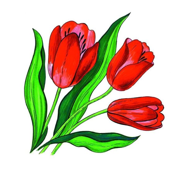 Тюльпаны рисунок