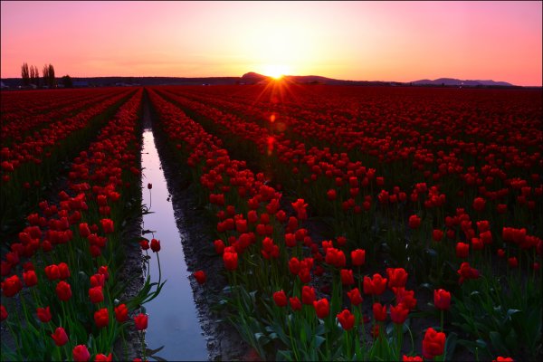 Skagit Valley, Washington Tulips