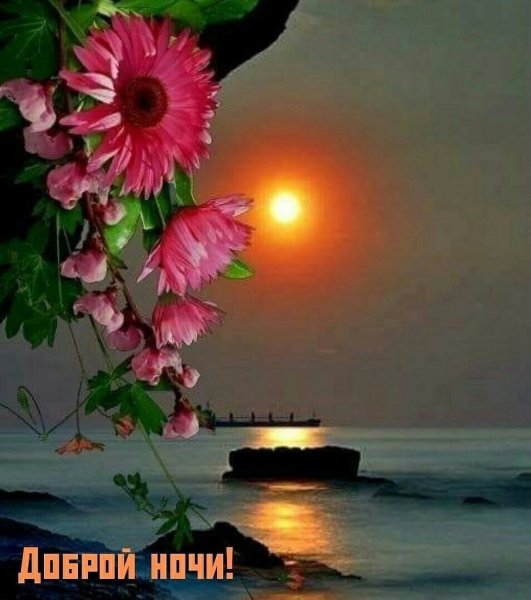 Цветок спокойствия