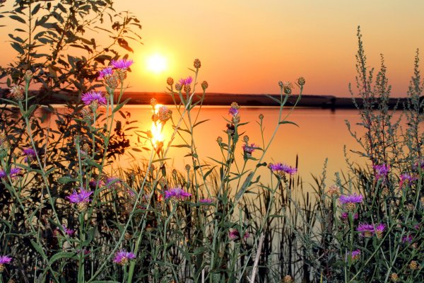 Вечер море цветы