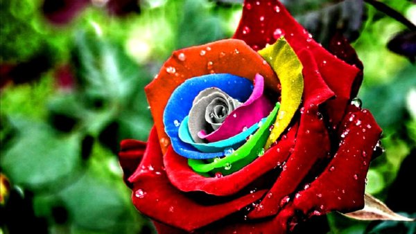 Яркие цветы