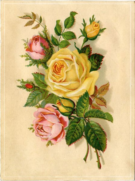 Розы Sonie Ames
