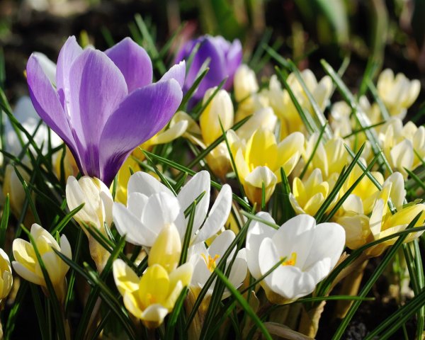 Крокус прекрасный (c. speciosus)
