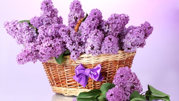 Первоцветы луковичные желтые
