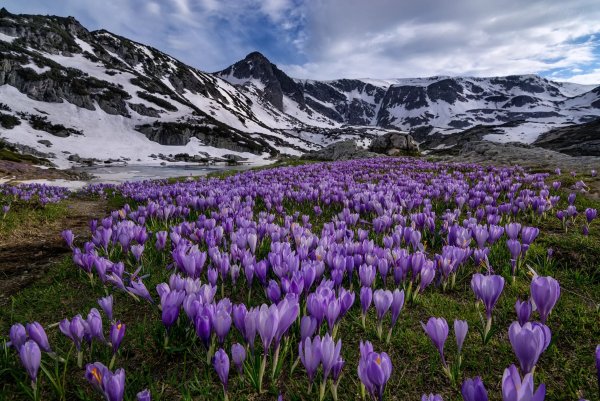 Красивые весенние цветы