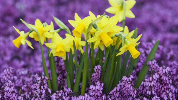 Фрезия (Freesia)