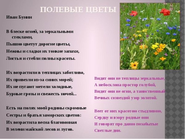 Цветы луговые художника Mary Dipnall