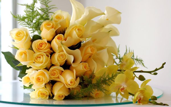 Роза Иванхое