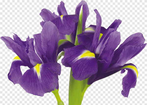 Ирис Tulip