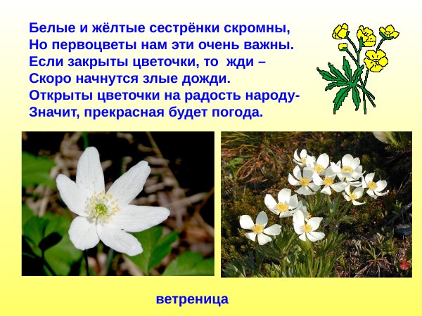 Первоцветы для дошкольников ветреница