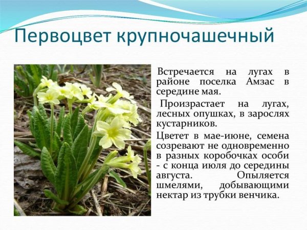 Первоцветы для дошкольников