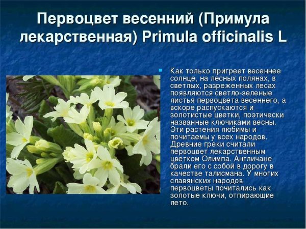 Первоцвет примула красная книга