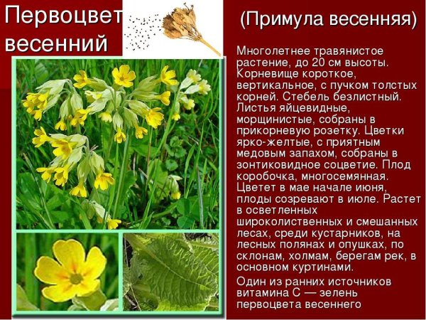 Виды подснежников