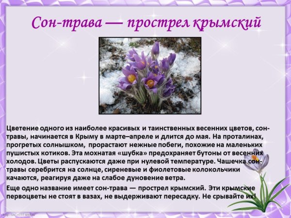 Крымские весенние первоцветы окружающий мир