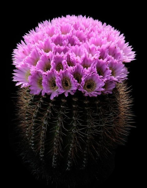 Эхинопсис spiniflora
