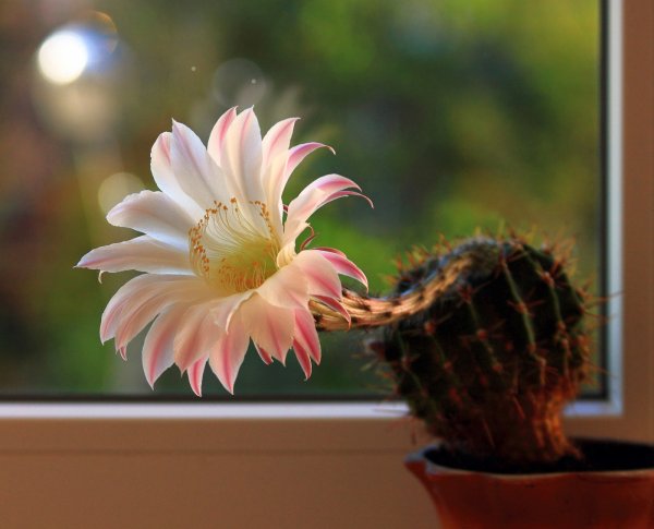 Эхинопсис spiniflora
