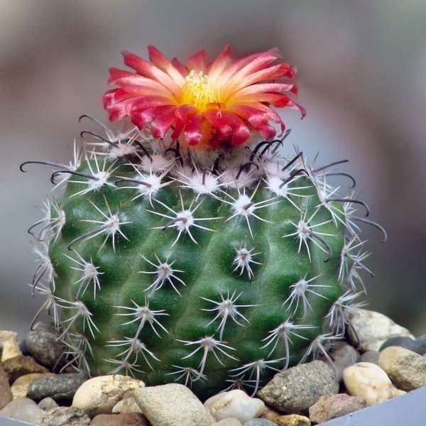 Эхинопсис spiniflora