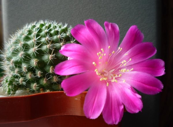 Rebutia Atrovirens