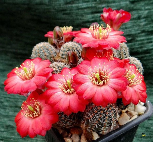 Нотокактус Notocactus_ Minimus