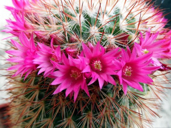 Кактусовые Cactaceae