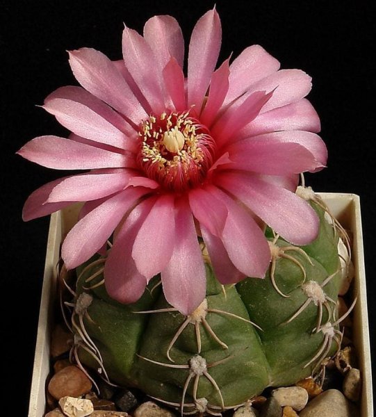 Pyrrhocactus bisii