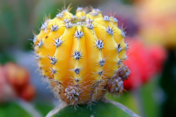 Copiapoa maritima