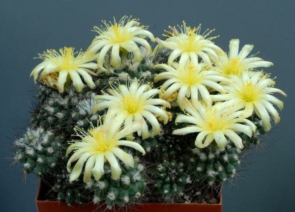 Gymnocalycium mostii p 201