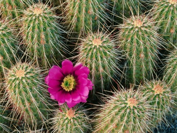 Echinocereus pulchellus v.aquirrei