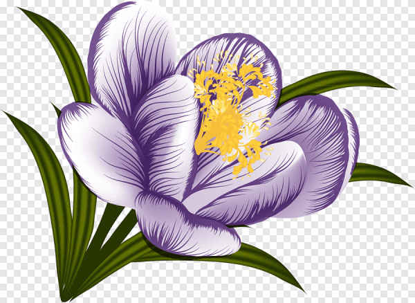 Крокус флавус Шафран PNG