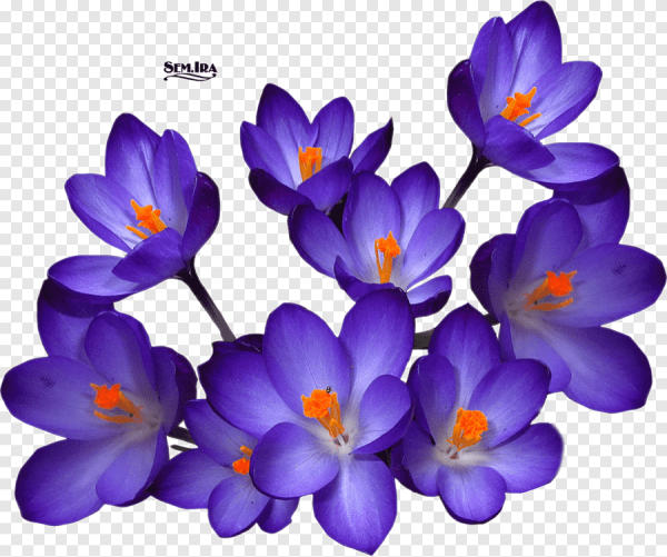 Цветок весенний один