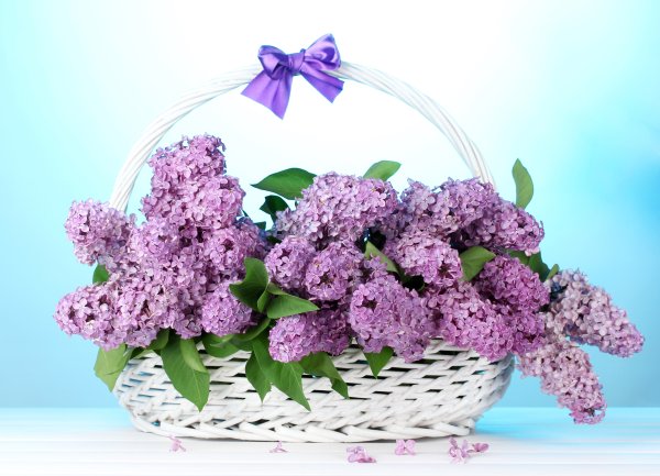 Гибискус Secret Wishes