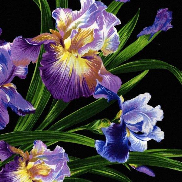 Iris Orchid цвет