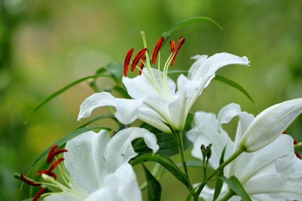 Лилия Empress