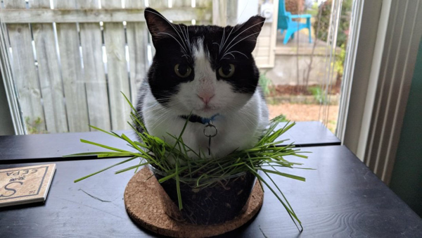 Коты в цветочных горшках