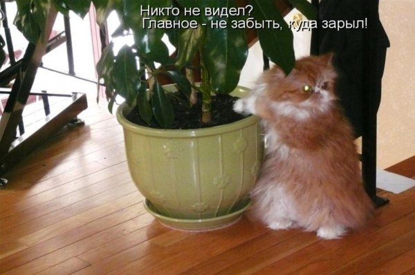 Фикус смешной