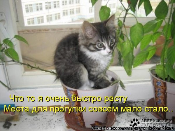 Кот разбил цветочный горшок