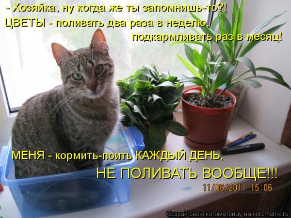 Кот поливает цветы