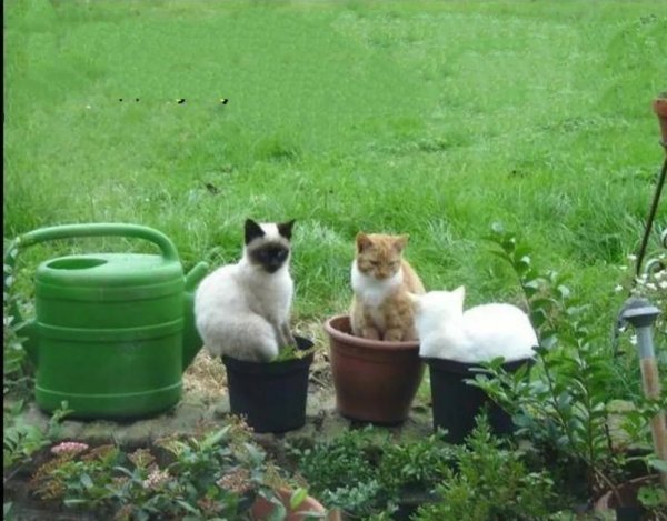 Кот Дачник