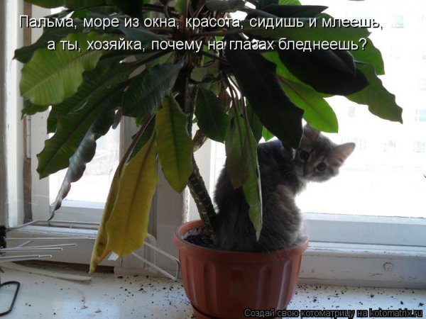 Комнатные растения юмор