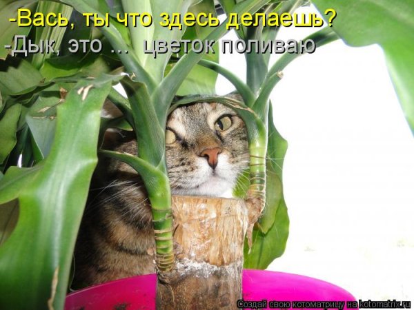 Приколы про цветы