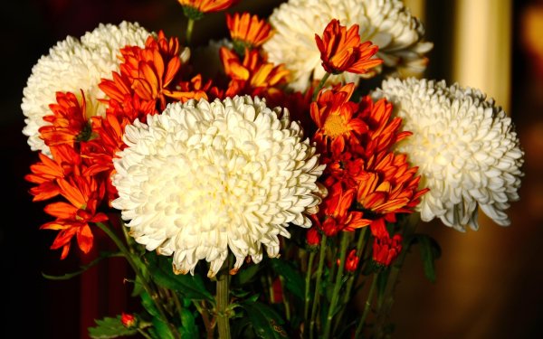Хризантема Lively Red bicolor