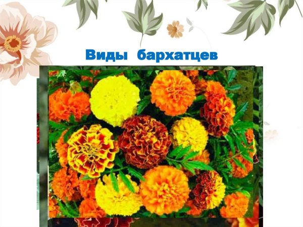 Карточки бархатцы