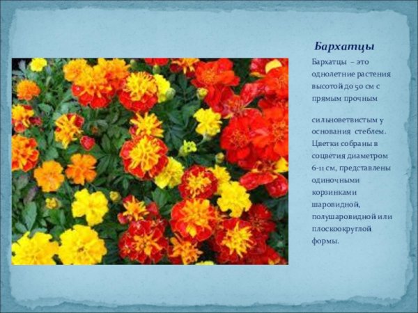Бархатцы Тагетес Мэриголд