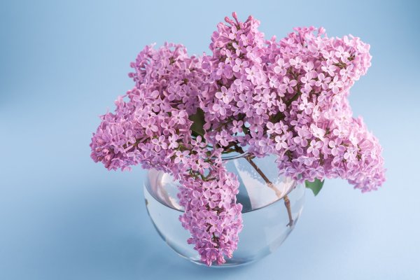 Фиалка Амурская сирень