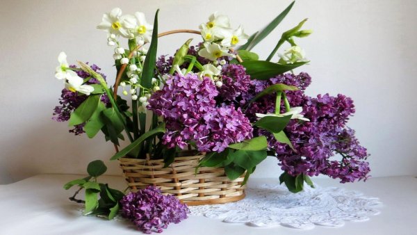 Цветы сирени